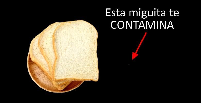 Una miguita de pan te contamina. Cantidad de gluten que causa reacción