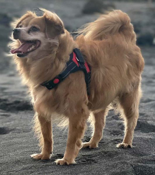 Perro con discinesia sensible al gluten curado con dieta sin gluten